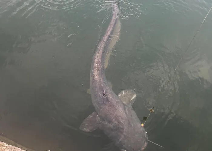 Riverside Hauterive Apartamento *